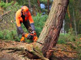 Professional Tree Services in Vienna, VA